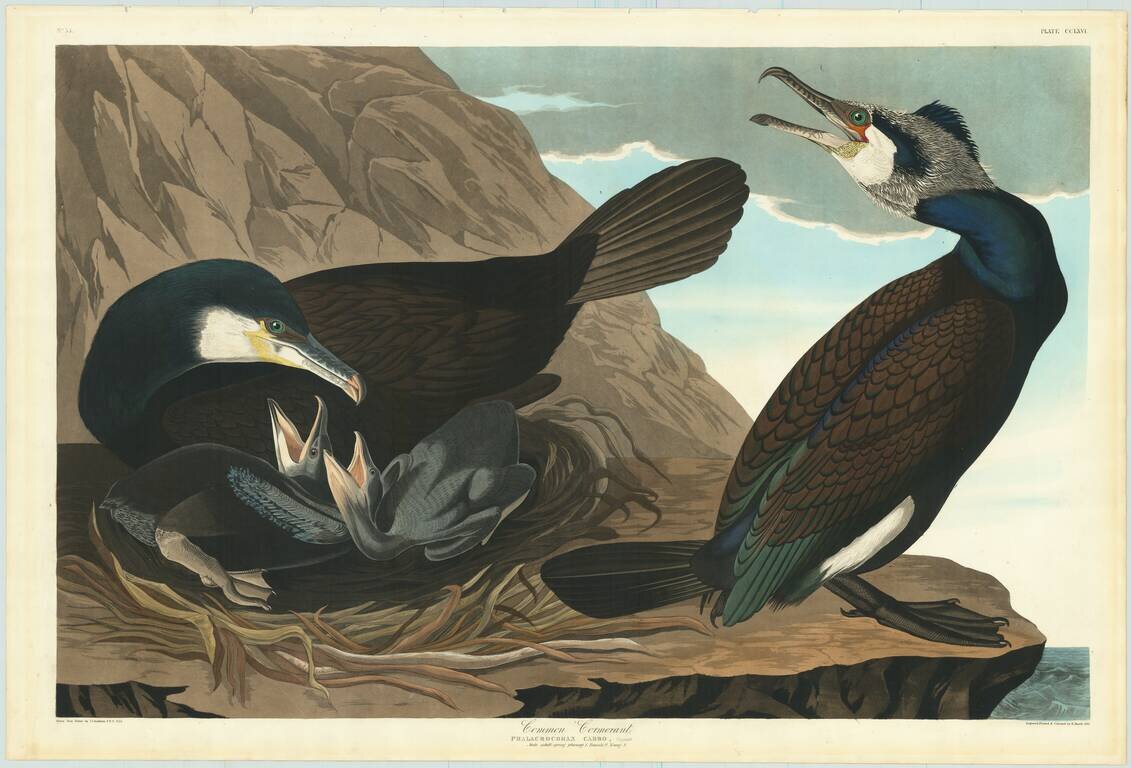 Common Cormorant,  Phalacrocorax Carbo. Plate CCLXVI.